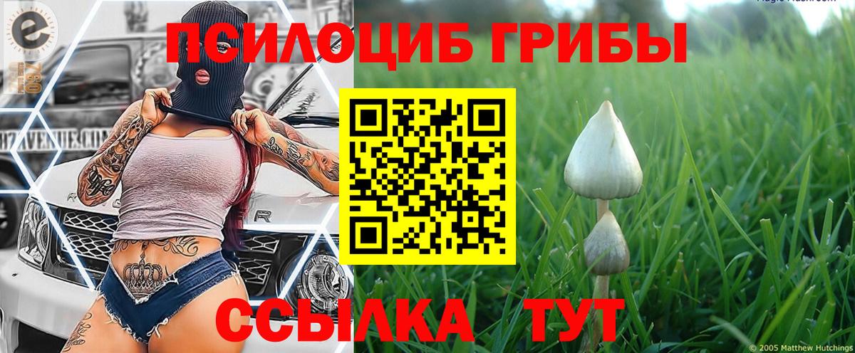 Урус-Мартан  Псилоцибиновые грибы Cubensis  Вход с VPN 
